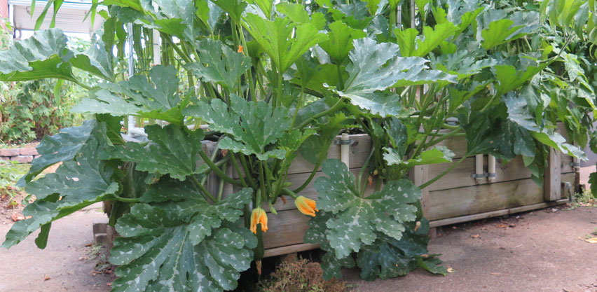 Massive Zucchini Plants Growing in SIP Raised Bed