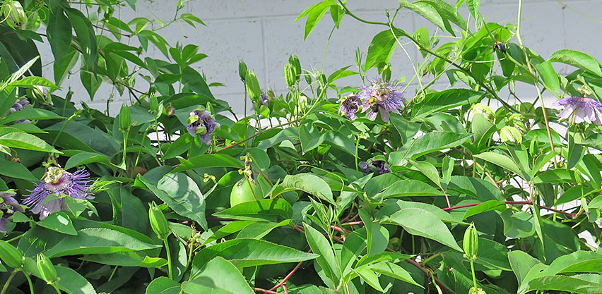 Lush maypop Passiflora incarnata plant vine full of flowers