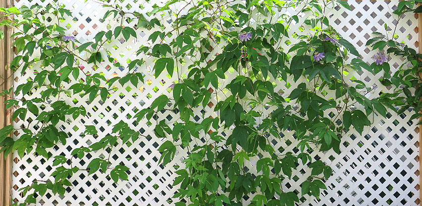 Maypop Passiflora incarnata vine growing up lattice as privacy screen