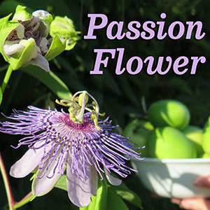Maypop Passion Flower & Passionfruits