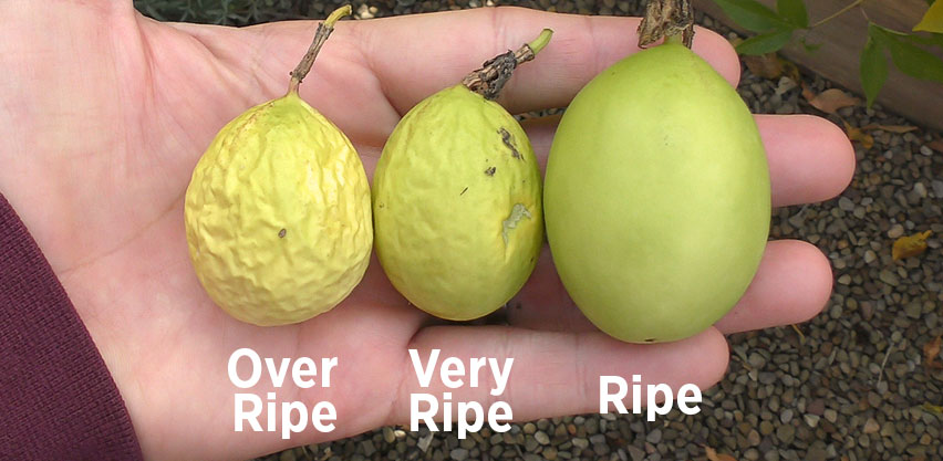 Maypop passion fruit ripeness comparison: Ripe vs Very Ripe vs Over Ripe
