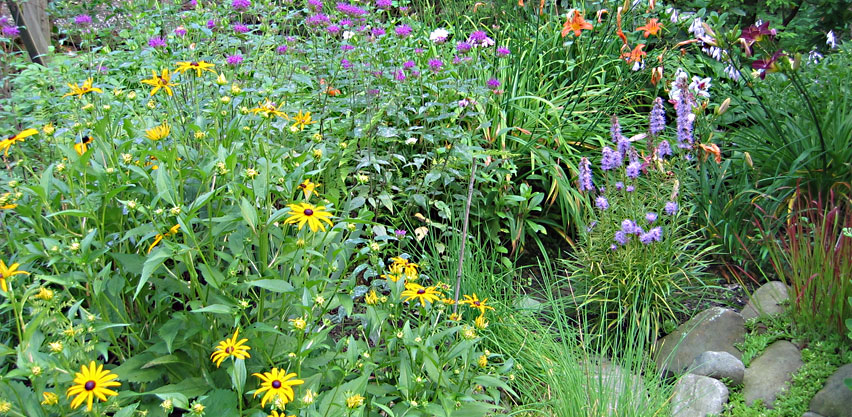 Mounded Perennial Flowers and Clumping Herbs in Landscape Bed