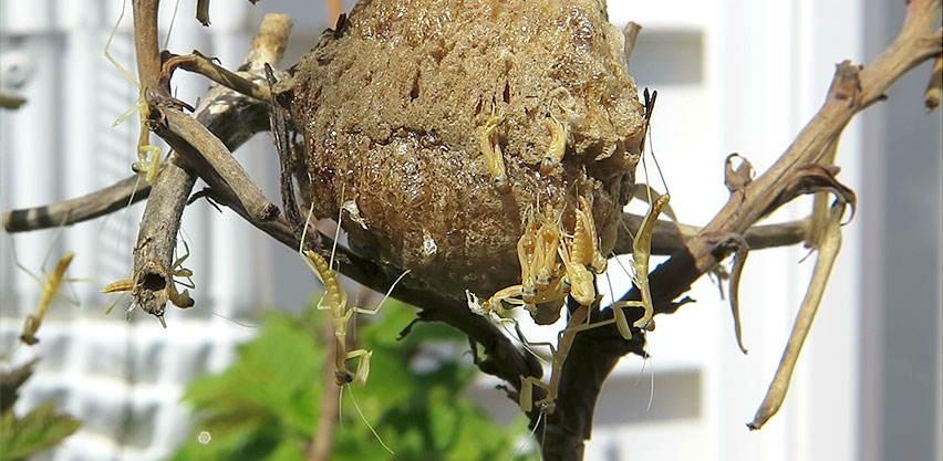 Multiple Praying Mantis Babies Emerge from Egg Case Ootheca