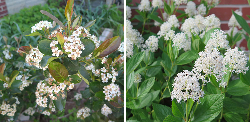 Native Flowering Shrubs: Aronia and New Jersey Tea