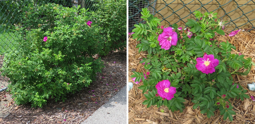 Non-native Rugosa Rose Planted Along Side Street is Salt Tolerant