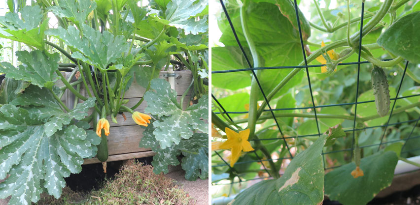 Non-native Zucchini & Cucumber Vegetable Plants Blooming in Summer Garden