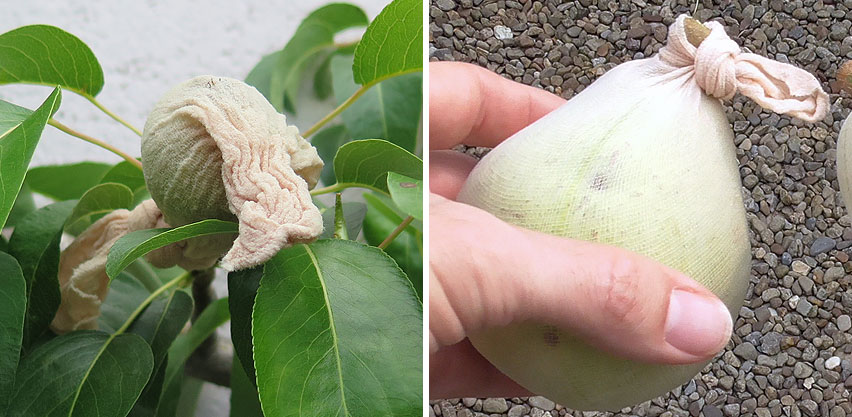 Nylon Fruit Maggot Barrier Tied Around Asian Pear for Organic Gardening Pest Control