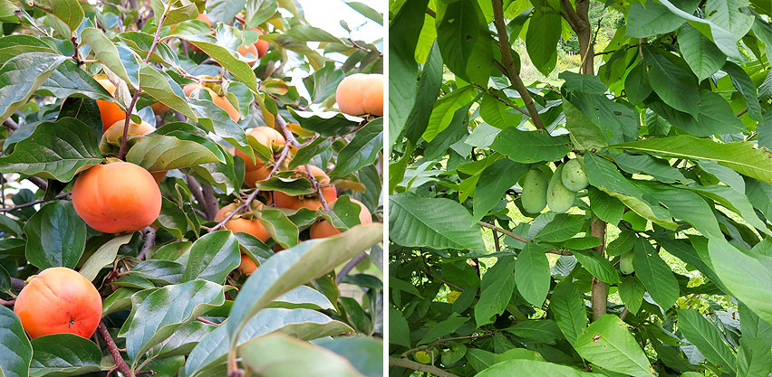 Ornamental Asian Persimmon & Paw Paw Fruit Trees Have Attractive Large Glossy Leaves