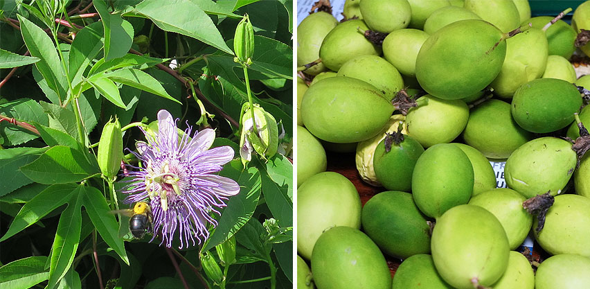 Passiflora Vine Flower with Carpenter Bee & Pile of Passion Fruits