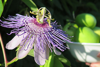 Beautiful Passiflora incarnata Passionfruit Flower with Passion Fruits