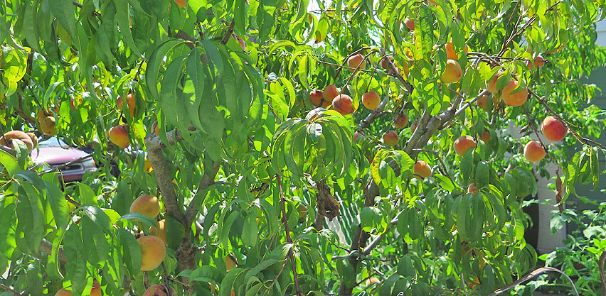 Backyard Peach Tree Overloaded with Peaches