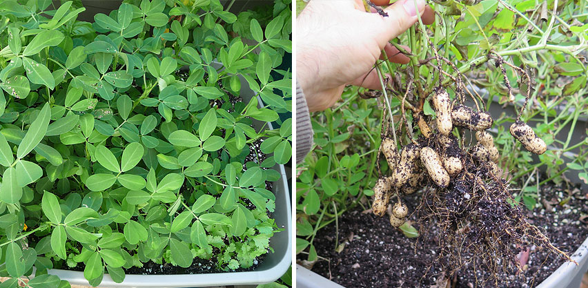 Peanut Plants Grown in Tote Container + Peanut Harvest