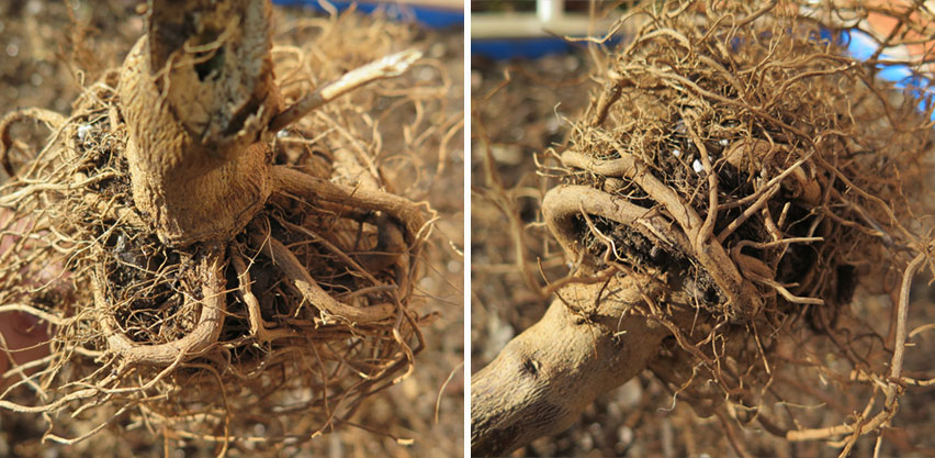 Pepper Plant Tangled Roots Badly Root Bound from Seedling Container