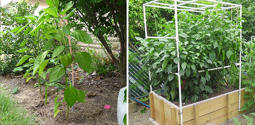 Pepper Plants Grown in Ground vs SIP Raised Bed Pepper Plants Grown in Ground vs SIP Raised Bed