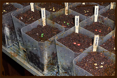 SEEDS - Pepper Seedlings