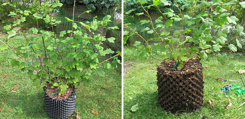 Perennial Plant Grown in Air-Pot Perfect Air Pruning