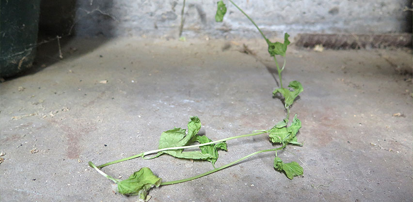 Piece of passionfruit vine growing through crack in garage floor