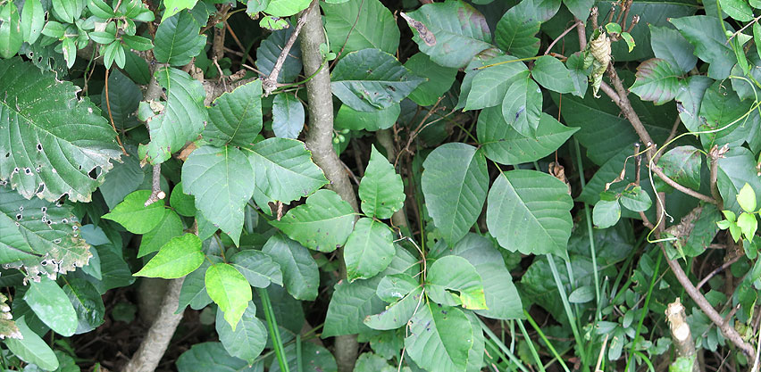 Plant Hedge Overgrown with Native Poison Ivy
