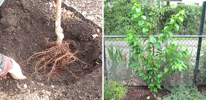 Planting Bare Root Dwarf Cherry Tree - Training Tree During First Year Growth