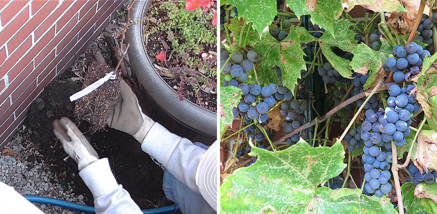 Planting Grape Vine Large Grape Clusters on Two Year Old Plant