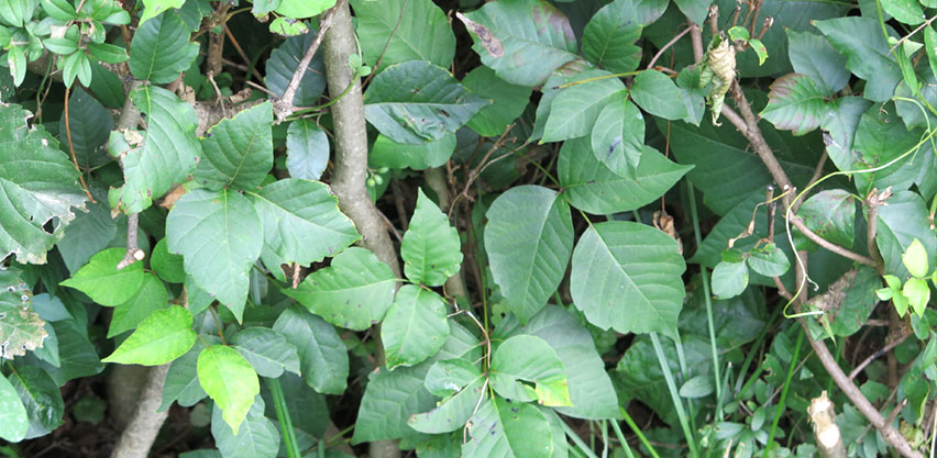 Poison Ivy Hiding in a Hedge