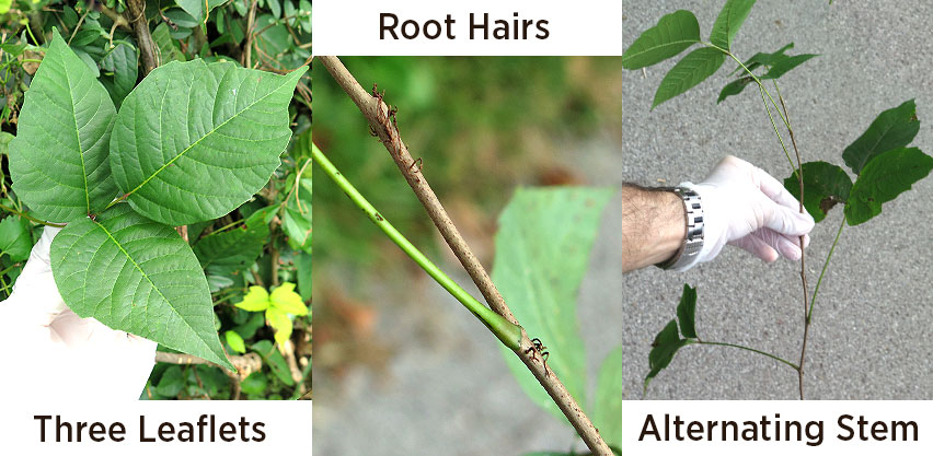 Poison Ivy Identification Tips Three Leaves