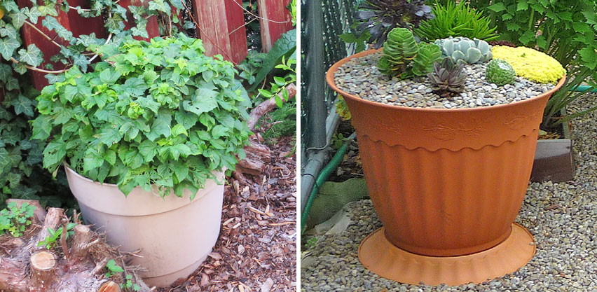 Potted Raspberry Bush & Succulent Plants Growing in Large Plastic Containers