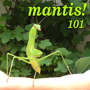Praying Mantis 101