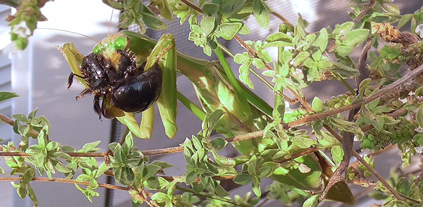 Praying Mantis Eating Carpenter Bee Pollinator