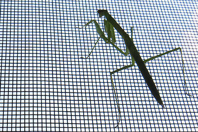 Praying Mantis on Window Screen