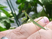 Organic Garden Beneficial Insect: Chinese Praying Mantis