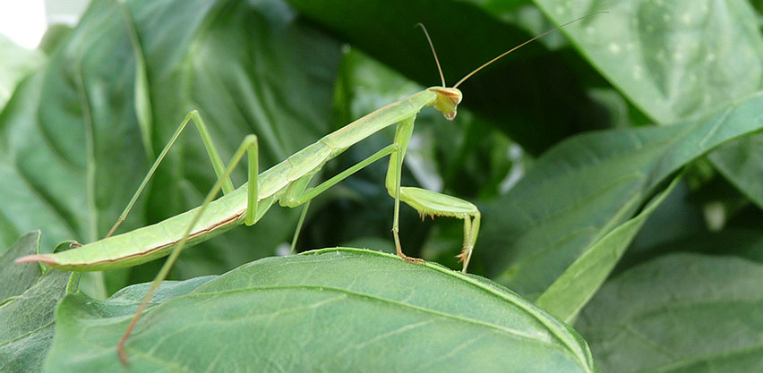 Praying Mantis Sits on Leaf Waiting to Pounce on Prey