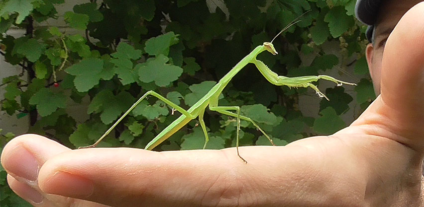 Praying Mantis Walking on Gardener's Hand
