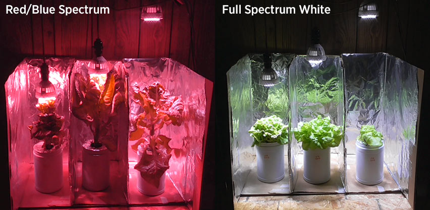Red & Blue LED vs Full Spectrum White Light: Hydroponic Lettuce