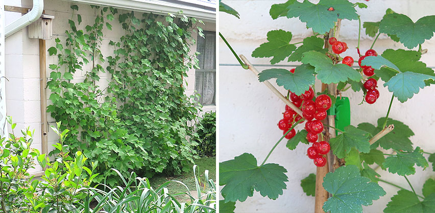 Red & White Currant Plants Grown on Northern Wall Up a Trellis - Red Currant Fruits