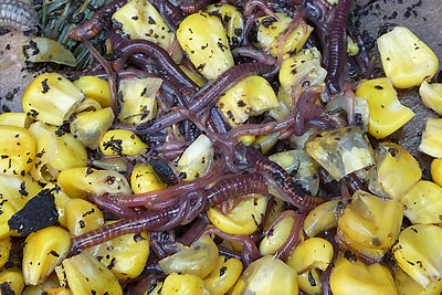 Worms -Red Wigglers Making Vermicompost