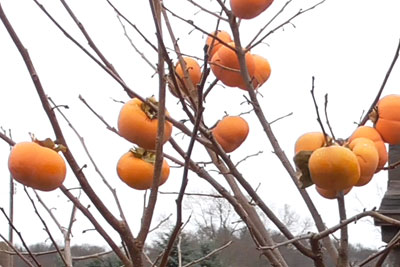 Asian Persimmons Ripened on the Tree in My Backyard Orchard