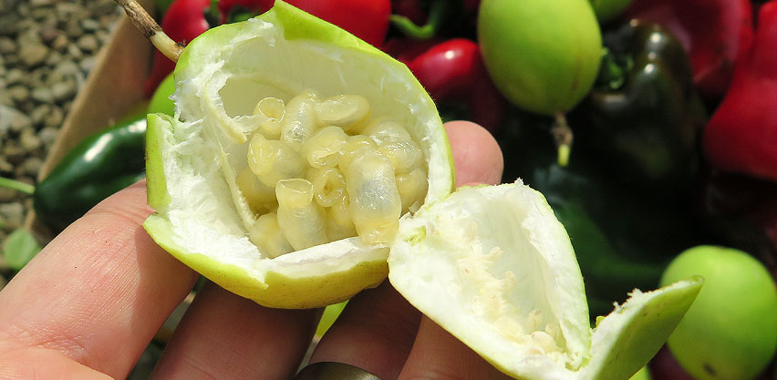 Ripe passionfruit with torn skin revealing juicy fruit pulp