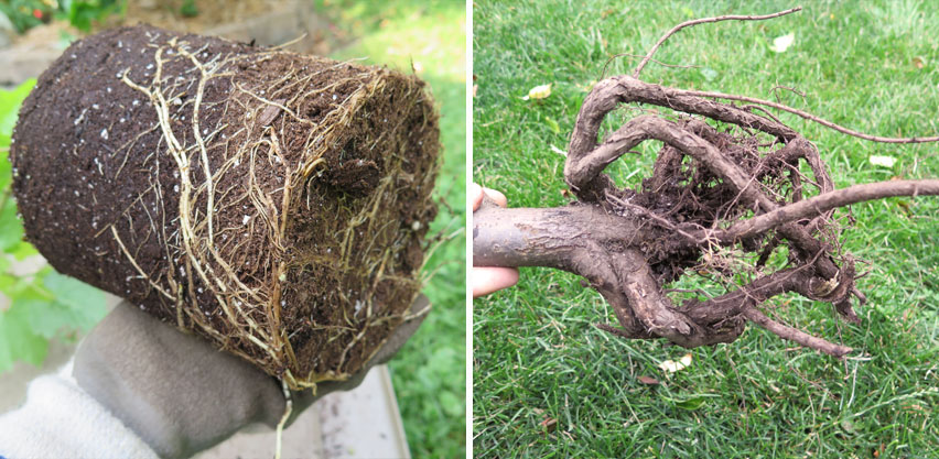 Root Circling in Potted Plant Misshapen Root Structure Causes Unhealthy Growth