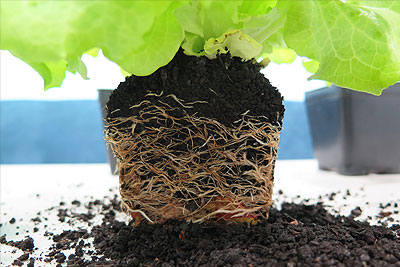 Root bound lettuce seedling grown in compost soil