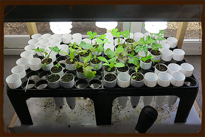 Seedlings Grown in Conetainers Under CFL Grow Lights