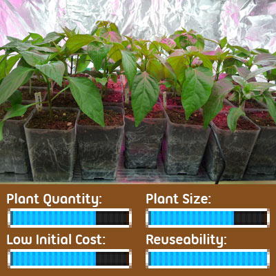 Seed Starting Options - Seedlings Grown in Individual Pots