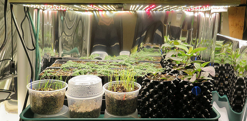 Seedlings & Herbs Grow Indoors Under Dimmable LED Lights