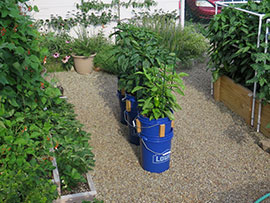 Self-Watering 5 Gallon Bucket Planters in Backyard Patio Garden