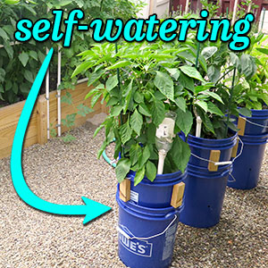 Self Watering 5 Gallon Bucket Planters