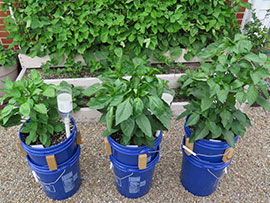 Self-Watering 5 Gallon Buckets Growing Peppers as Garden Experiment