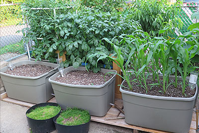 Self-Watering Container Garden with Corn Seedlings