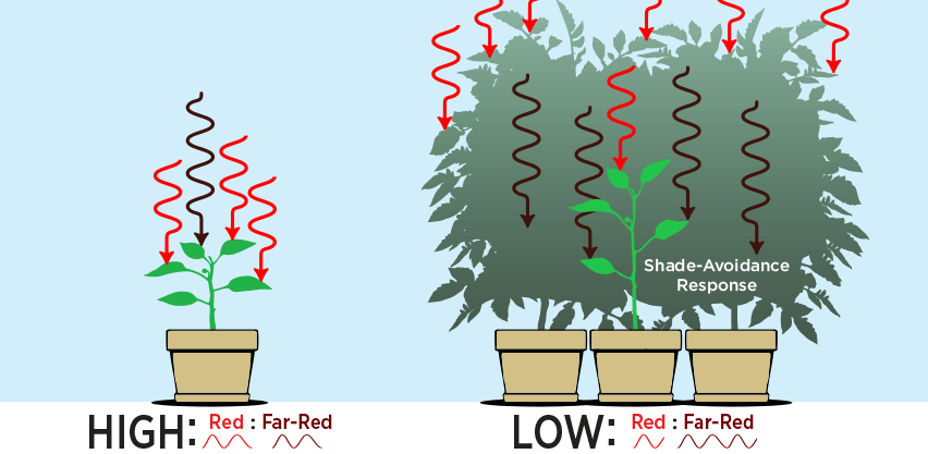Shade Avoidance Response Caused by Decreased Red to Far-Red Ratio