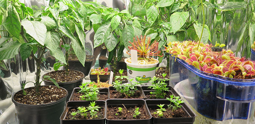 Spider Farmer SF-1000 LED Grow Light Pepper Seedlings