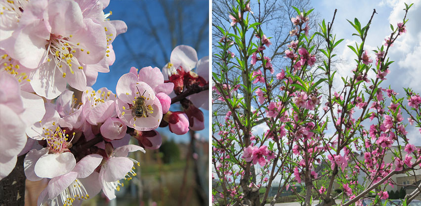 Spring Blossoms on Peach Trees Support Honey Bee Pollinators